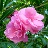 oleander Splendens