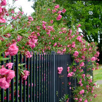 oleander Splendens