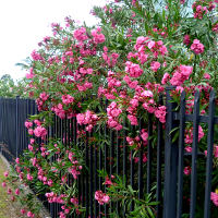 oleander Splendens