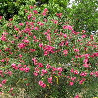 oleander Splendens