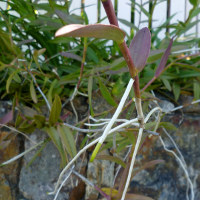 Epidendrum