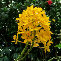 Epidendrum