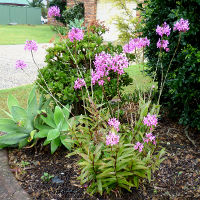 Epidendrum