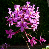 Epidendrum