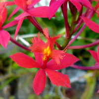 Epidendrum