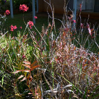 Epidendrum