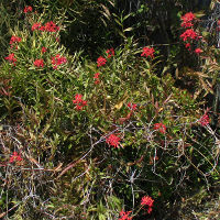 Epidendrum