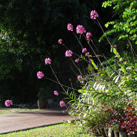 Epidendrum