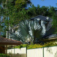 Bismark Palm - Bismarckia nobilis