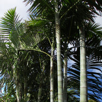 Blue Cane Palm Dypsis cabadae 