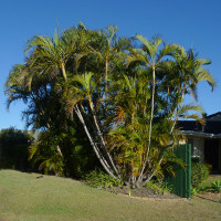 Golden Cane Palm - Dypsis lutescens