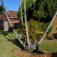 Golden Cane Palm - Dypsis lutescens