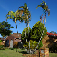 Golden Cane Palm - Dypsis lutescens