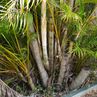 Golden Cane Palm - Dypsis lutescens
