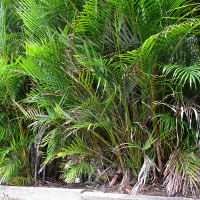 Golden Cane Palm - Dypsis lutescens