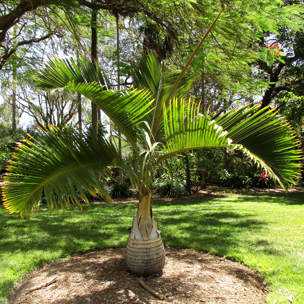 Palm trees Queensland Gardening Pages (Brisbane & Qld)