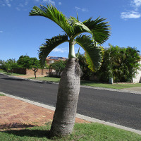 Hyophorbe lagenicaulis - Bottle palm