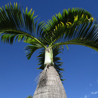 Hyophorbe lagenicaulis - Bottle palm