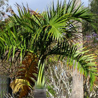 Hyophorbe verschaffeltii - Spindle palm