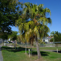 Chinese fan palm - Livistona chinensis