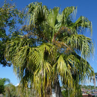 Chinese fan palm - Livistona chinensis