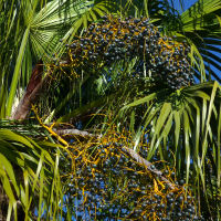 Chinese fan palm - Livistona chinensis