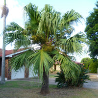 Chinese fan palm - Livistona chinensis