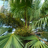 Chinese fan palm - Livistona chinensis
