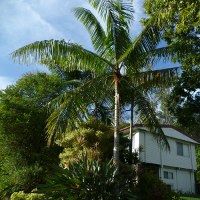 Teddy bear palm Dypsis leptocheilos