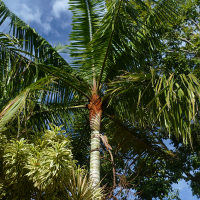 Teddy bear palm Dypsis leptocheilos