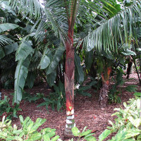 Teddy bear palm Dypsis leptocheilos