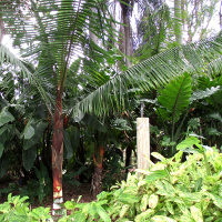 Teddy bear palm Dypsis leptocheilos