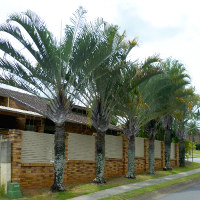Triangle palm Dypsis decaryi