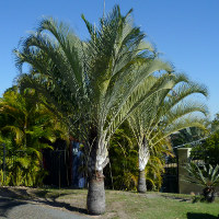Triangle palm Dypsis decaryi
