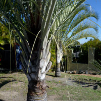 Triangle palm Dypsis decaryi