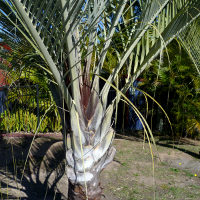 Triangle palm Dypsis decaryi