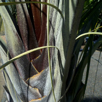 Triangle palm Dypsis decaryi