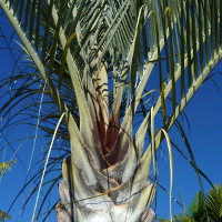 Triangle palm Dypsis decaryi