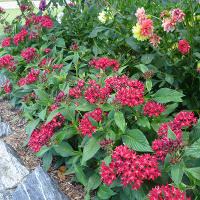 pentas