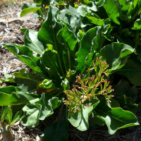 Perennial statice Limonium perezii