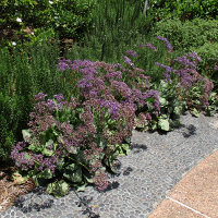 Perennial statice Limonium perezii