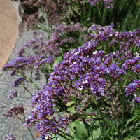 Perennial statice Limonium perezii