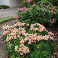 alstroemeria