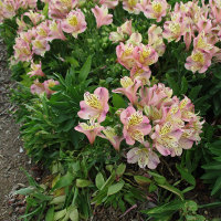 alstroemeria