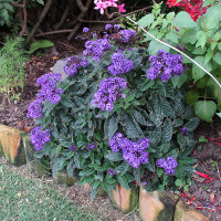 Heliotrope arborescens