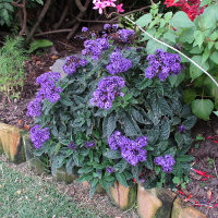 Heliotrope arborescens