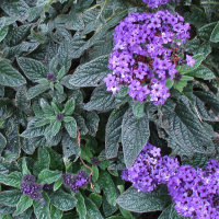 Heliotrope arborescens