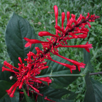 Firespike Odontonema strictum