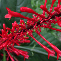 Firespike Odontonema strictum