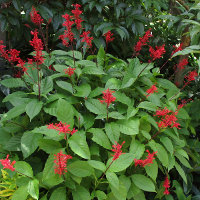 Firespike Odontonema strictum